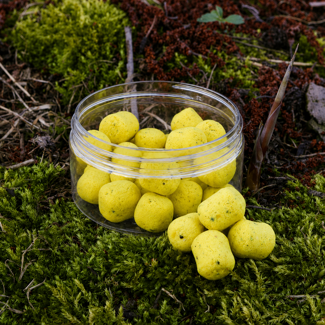 Carp-Shop Dumbell Pop-Ups Creamy Scopex 16mm
